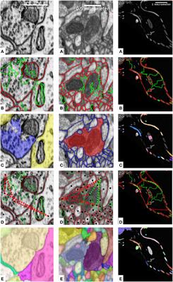 Leveraging Domain Knowledge to Improve Microscopy Image Segmentation With Lifted Multicuts